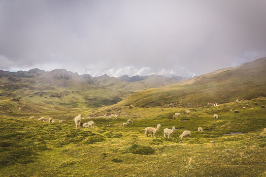 Alpacas grazing in the mountain
