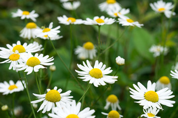 chamomile white flowers closeup