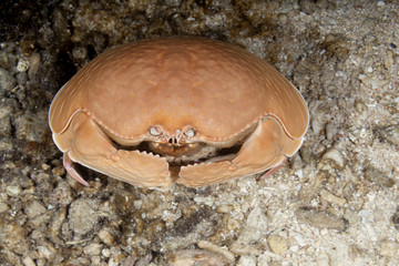 Giant Box crab,Shame-faced crab,, Calappa calappa