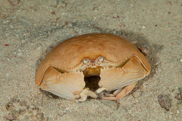Giant Box crab,Shame-faced crab,, Calappa calappa