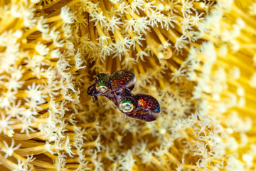 mating Bobtail squid (order Sepiolida) are a group of cephalopods closely related to cuttlefish