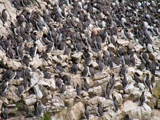 Guillemot colony at Stack Rocks / Creigiau Elegig, near Castlemartin, Pembrokeshire, Wales, UK