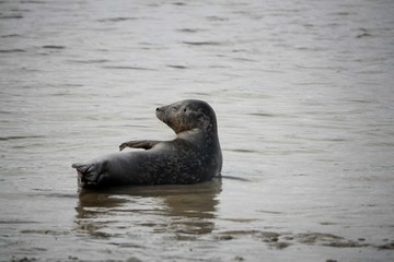 Fototapeta premium Phoque