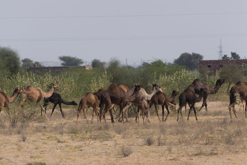 India, Jaipur and surrounding 