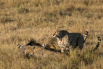 Cheetahs with a wildebeest kill at Masai Mara