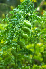 Chickpea (Cicer arietinum) - leguminous legume plant grows in the garden. Green pods, useful plant. Background