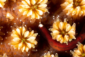 Obraz na płótnie Canvas Braun's pughead pipefish in his coral, Bulbonaricus brauni is a species of marine fish of the family Syngnathidae