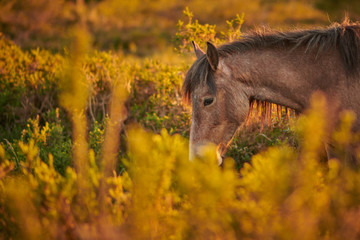 Caballos salvajes en la naturaleza