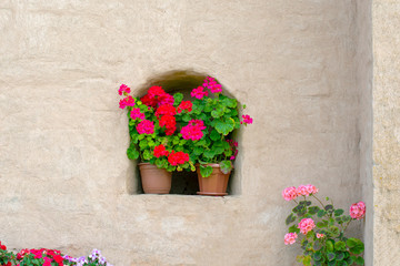 Red and white geranium in pots on the street near the old wall.