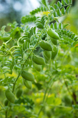 Chickpea (Cicer arietinum) - leguminous legume plant grows in the garden. Green pods, useful plant. Background