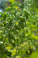 Chickpea (Cicer arietinum) - leguminous legume plant grows in the garden. Green pods, useful plant. Background