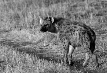 Hyena in the Savannah grassland at Masai Mara, Kenya