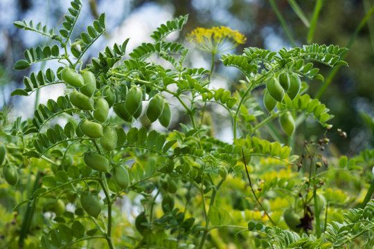 Chickpea (Cicer arietinum) - leguminous legume plant grows in the garden. Green pods, useful plant. Background