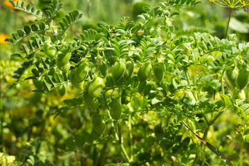 Chickpea (Cicer arietinum) - leguminous legume plant grows in the garden. Green pods, useful plant....