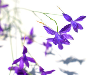 Naklejka na ściany i meble Consolida regalis known as forking larkspur, rocket-larkspur and field larkspur. Violet wild flowers on a light background.