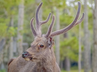 Close-up face of a deer with green nature blurred background, Phu Kradueng National Park, Loie, Thailand.