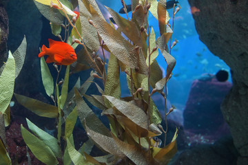 Tropical red mammon fish