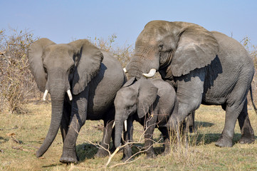Fototapeta na wymiar small group of African elephants