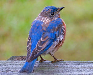 baby eastern blue bird