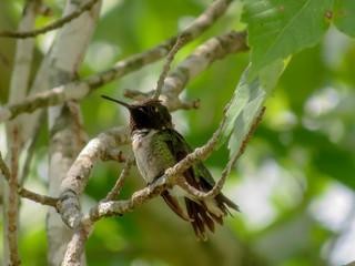 hummingbird on a branch