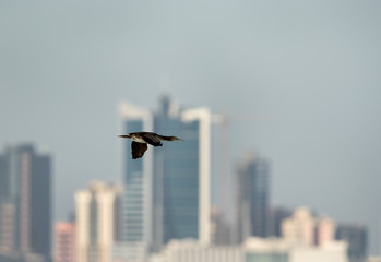 The Socotra cormorant flying with highrise building at the backdrop, Bahrain 