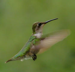 Fototapeta premium hummingbird in flight