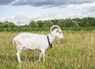 Obraz premium White goat grazing in the field on a summer day