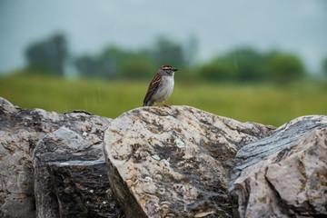 Song bird on a rock wall in the rain