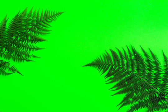 Creative tropical flat view. Tropical leaves, fern, trend background with copy space.Bold coler green