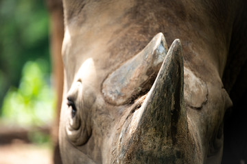 Fototapeta premium Closeup wrinkled of white Rhino beautiful and eye.