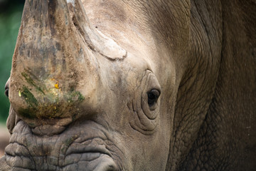 Obraz premium Closeup horn and ugly wrinkled of white Rhino face