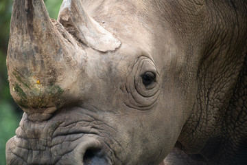 Obraz premium Closeup wrinkled of white Rhino beautiful and eye.