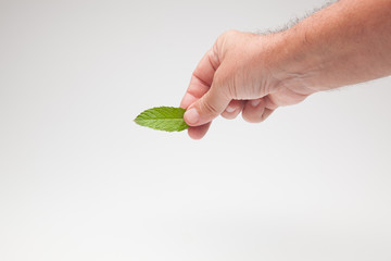 Hojas de menta en la mano de una persona sobre fondo blanco. La verde y aromática y sabrosa hierba de la menta en una mano