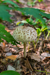 Toadstool in the summer forest