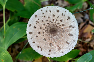 Toadstool in the summer forest