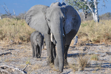 Obraz premium Mother African elephant and its baby in Botswana