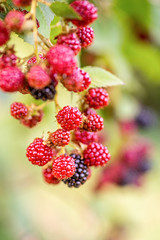 ripe and unripe blackberries on the bush on natural leaves background in sunny day