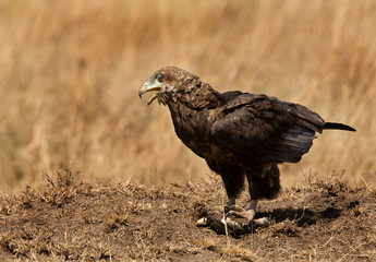 Bateleur eagle with tortoise kill, Masai Mara, Kenya