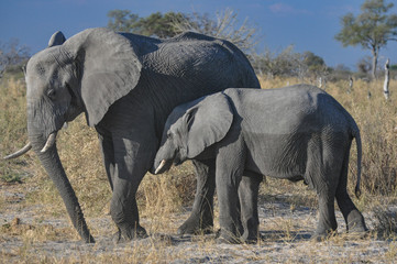 mother and baby elephant