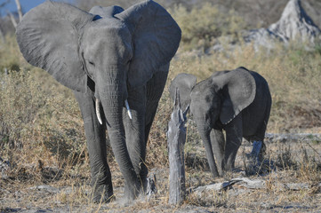 Mother elephant with young
