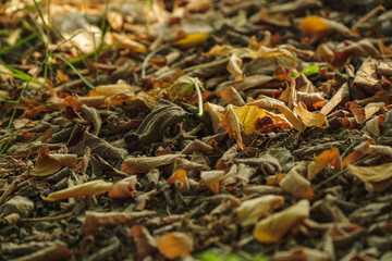 Dry leaves on the floor. Dead leaves shot ideal for backgrounds and textures