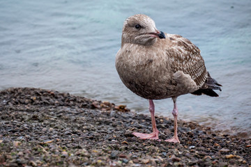 seagull on the beach