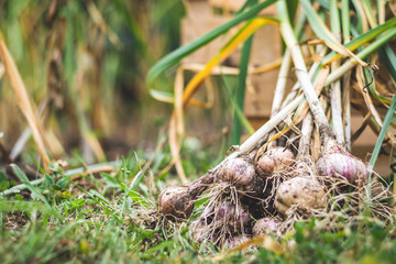 Organic garlic harvesting in garden