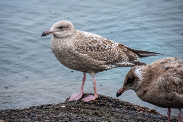 seagull on a rock
