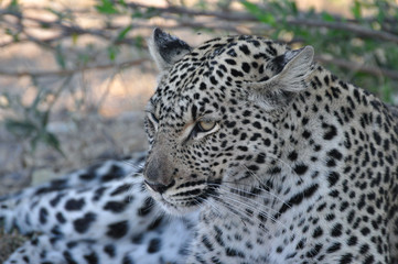 portrait of a leopard