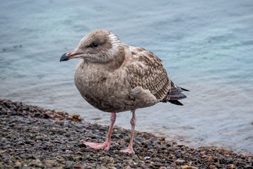 seagull on the beach