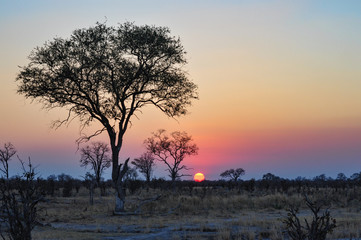 Naklejka na ściany i meble African sunset with tree silhouette 