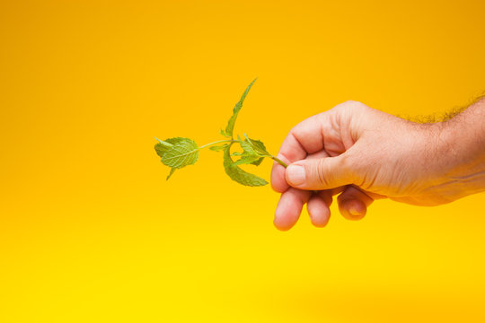 Hojas verde de menta en la mano de una persona adulta. La menta es un condimento que se puede utilizar en la cocina para dar aroma y sabor a las comidas, se utiliza en medicina, en pasteler&iacute;a, en coct