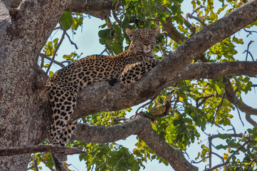 Fototapeta na wymiar alert Leopard watching in a tree in Kenya