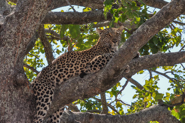 leopard in a tree